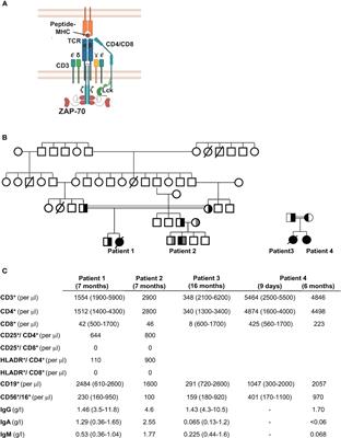 Combined immunodeficiency caused by pathogenic variants in the ZAP70 C-terminal SH2 domain